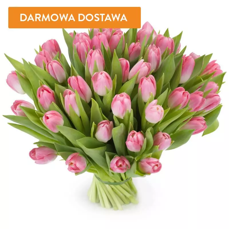 50 Tulipanów Różowych