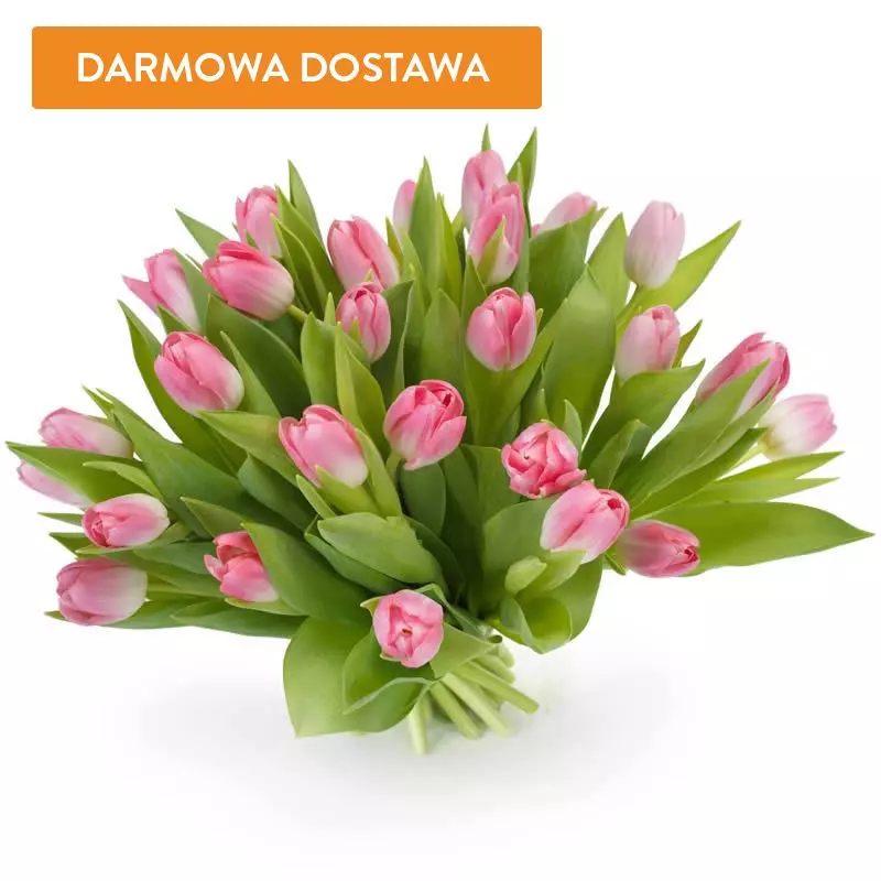25 Tulipanów Różowych