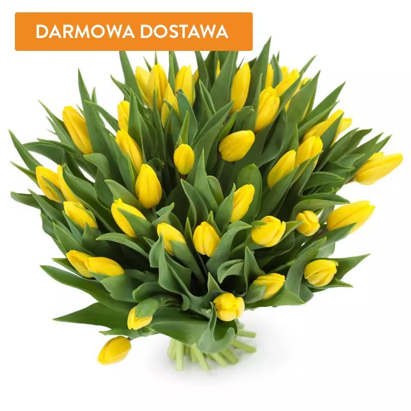 50 Tulipanów Żółtych