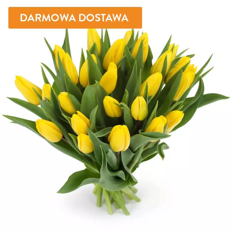 25 Tulipanów Żółtych