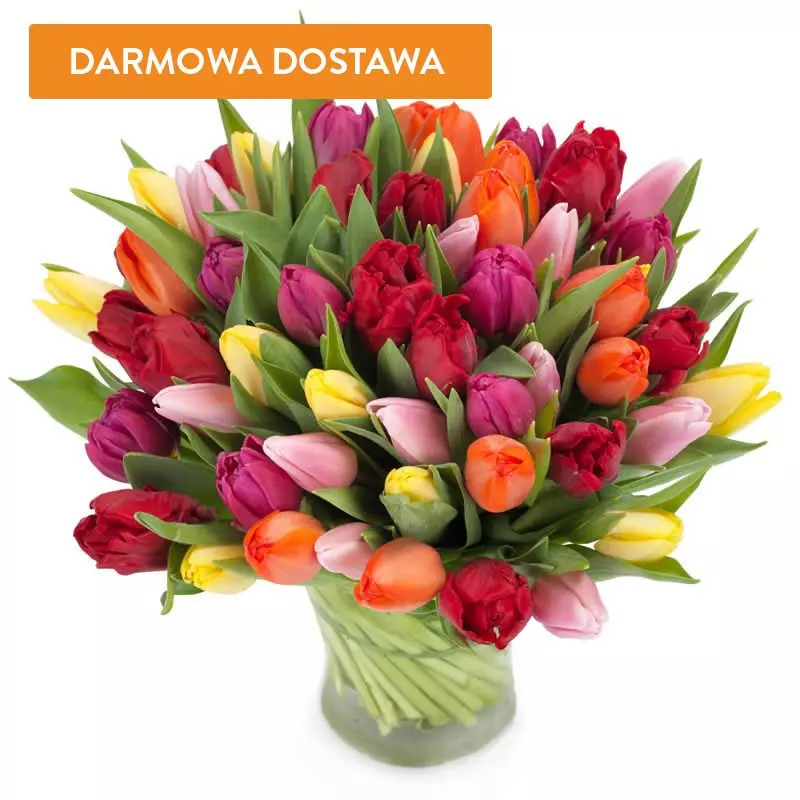 50 Tulipanów Kolorowych 