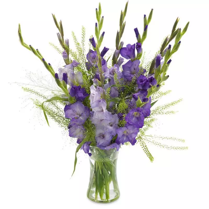 Bukiet Fioletowe Gladiole 