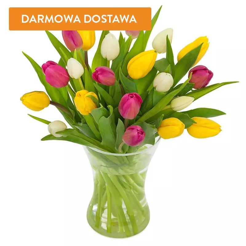 25 Tulipanów Kolorowych