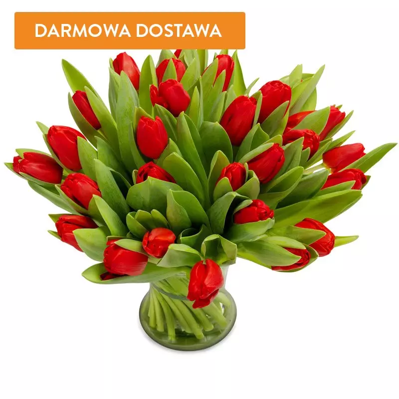 50 Tulipanów Czerwonych