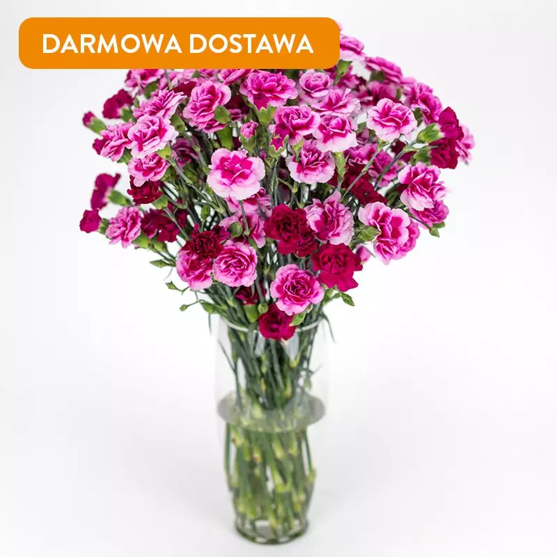 25 Ciemnoróżowych Goździków