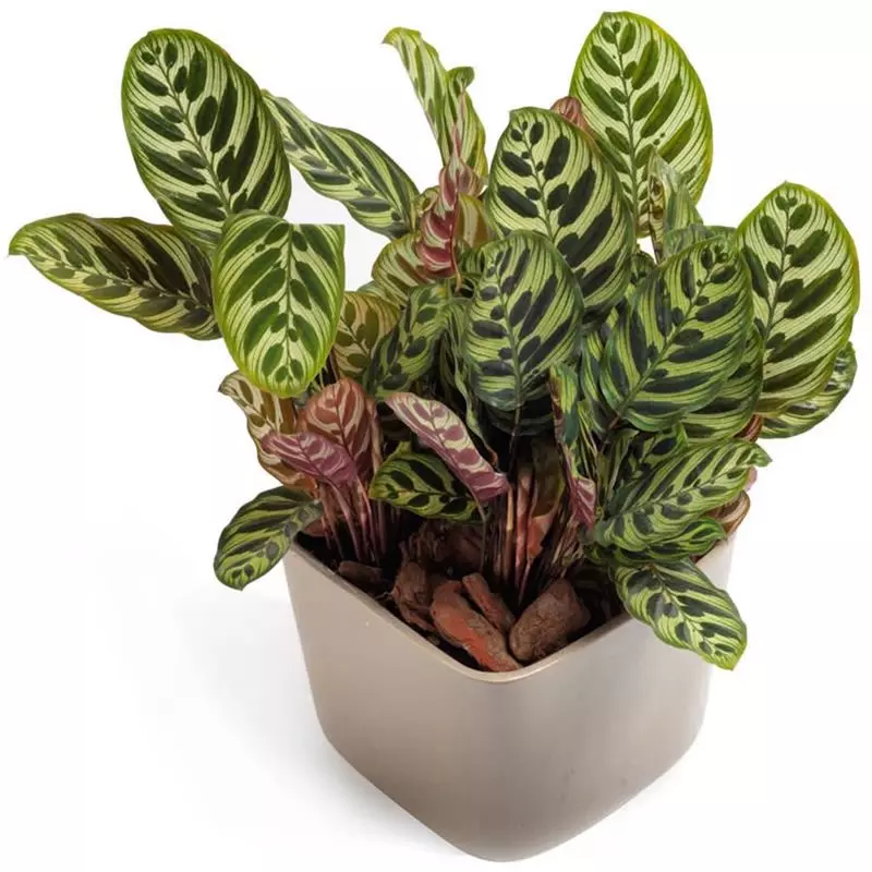 Maranta w doniczce