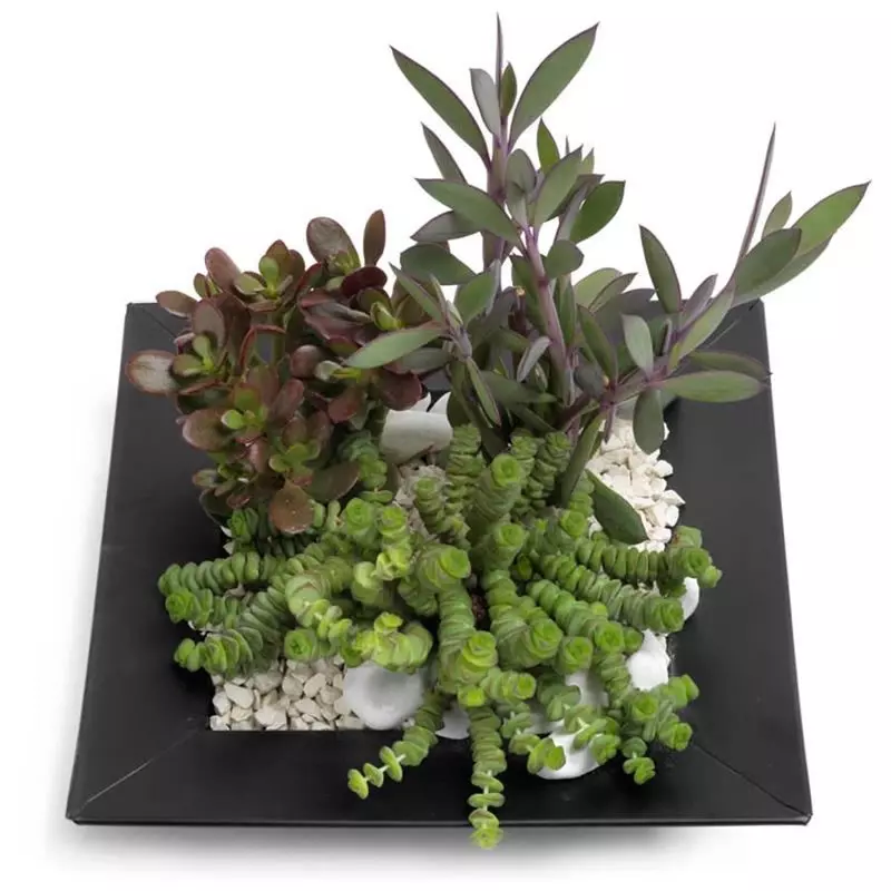 Succulent