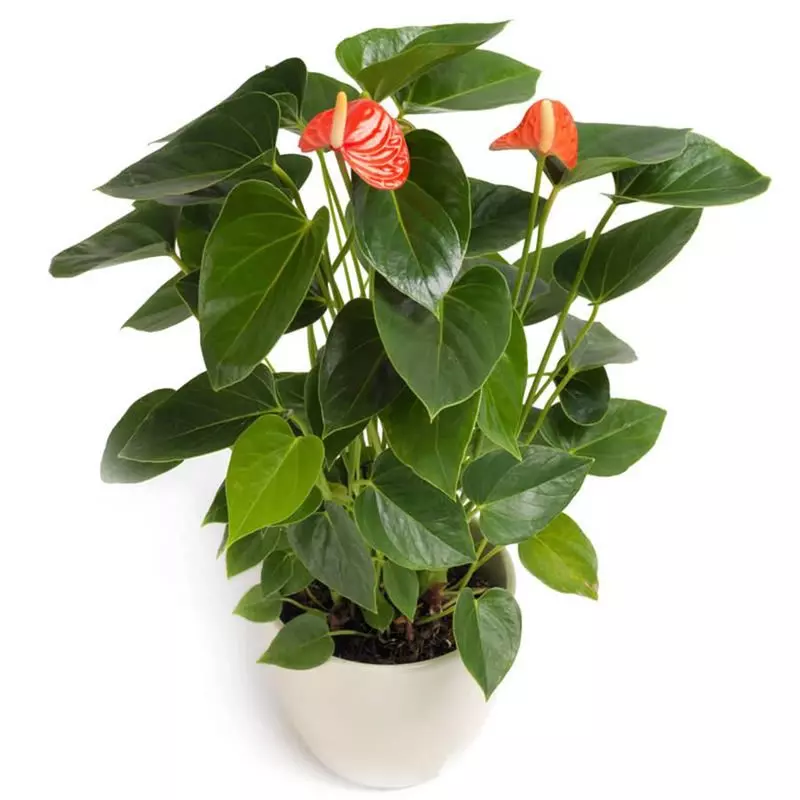 Anthurium Pot Plant