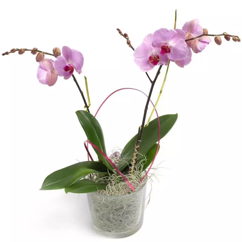 Cukierkowa Orchidea
