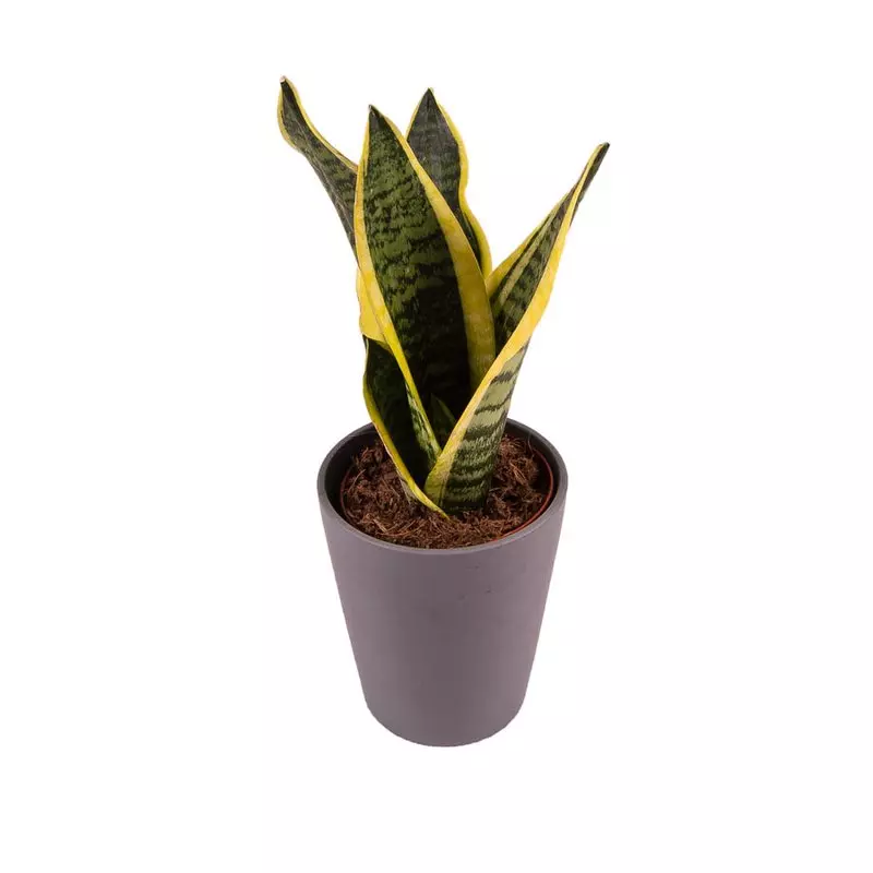 Mini Sansewieria 