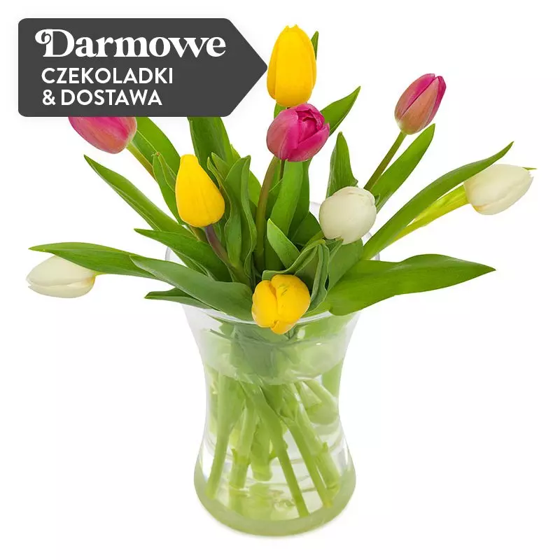 10 Tulipanów Kolorowych 