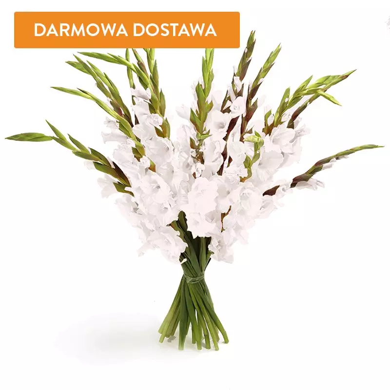 20 Białych Gladioli