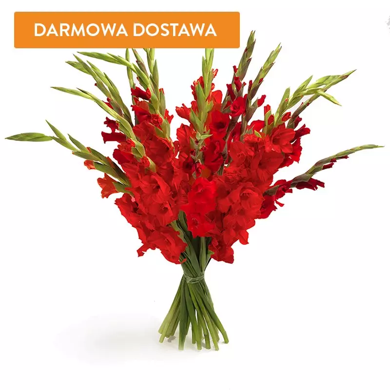 20 Czerwonych Gladioli