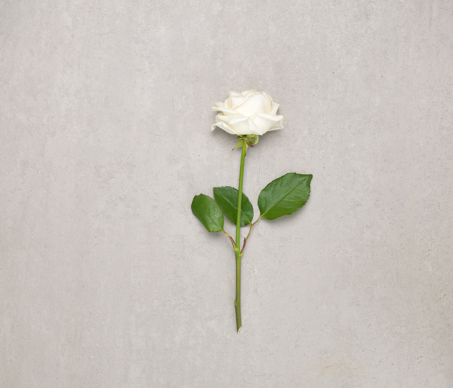 róża biała