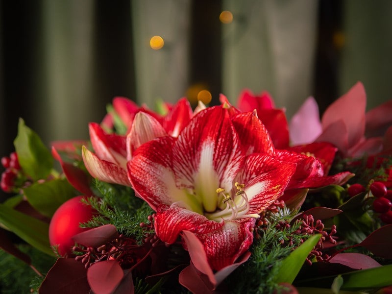 Czerwone tulipany i amarylis Boże Narodzenie