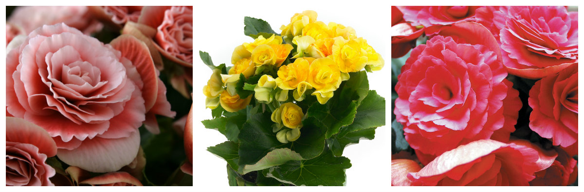 Begonia