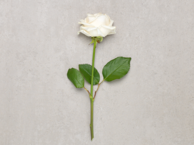 Białe róże - symbolika i znaczenie