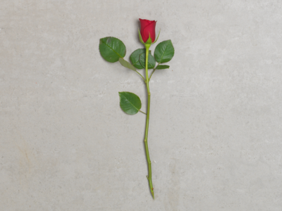Czerwona róża znaczenie