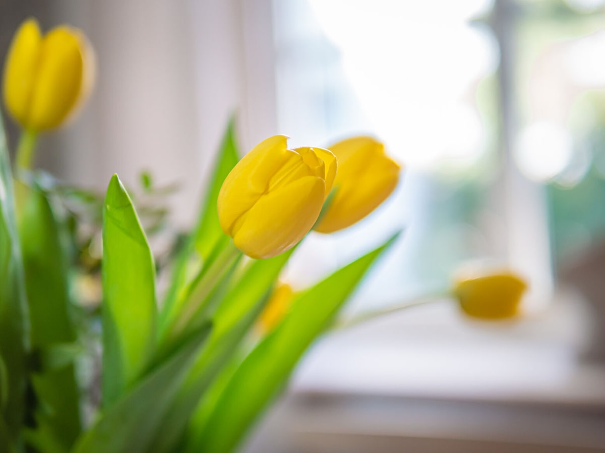 Wiosenne dekoracje tulipany