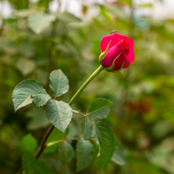 It’s not just the flowers we care about 
