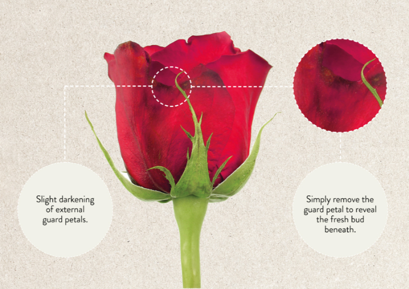 Rose petals