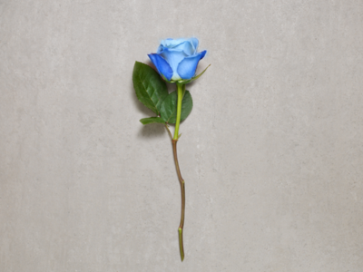Niebieskie róże znaczenie